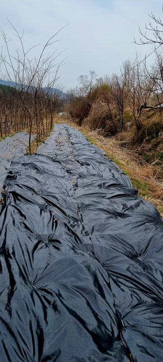 (팽나무*공주)님의 기타작물 · 영농일지 작성글 사진