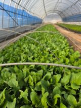 팜모닝 기타작물·영농일지 게시글 이미지