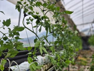 늘햇살팜 님의 기타작물 · 영농일지 작성글 사진