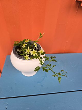 김영순님의 기타작물 · 영농일지 작성글 사진