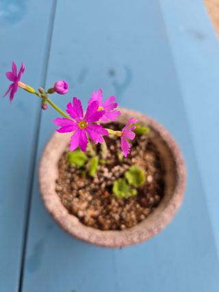 김영순님의 기타작물 · 영농일지 작성글 사진