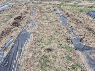 상숙님의 기타작물 · 영농일지 작성글 사진