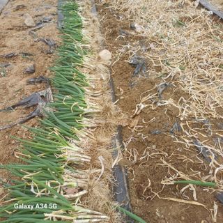 삼성농산님의 기타작물 · 영농일지 작성글 사진