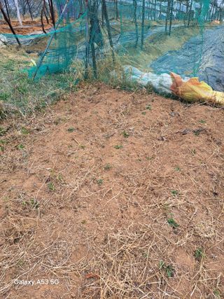 조연만님의 두릅 · 영농일지 작성글 사진