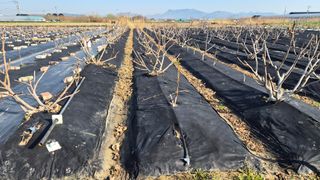 늘푸른 농장주님의 작성글 사진