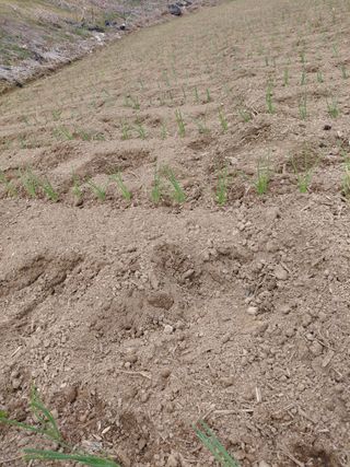 좋은인연원님의 기타작물 · 영농일지 작성글 사진