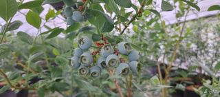 류근택님의 기타작물 · 영농일지 작성글 사진