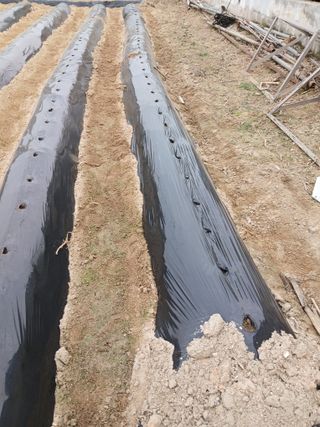 최남옥님의 기타작물 · 영농일지 작성글 사진