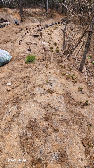 김동식님의 기타작물 · 영농일지 작성글 사진