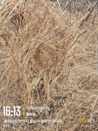 매실21434님의 작성글 사진