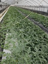 팜모닝 기타작물·영농일지 게시글 이미지