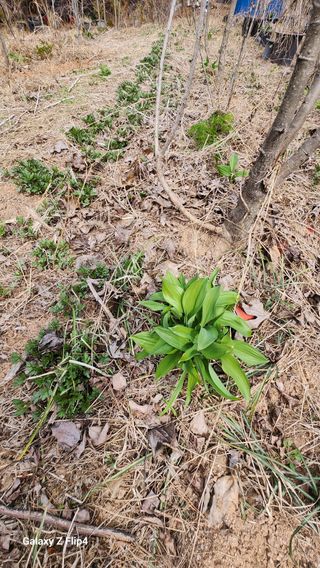 김동식님의 기타작물 · 영농일지 작성글 사진
