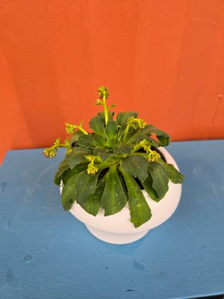 김영순님의 기타작물 · 영농일지 작성글 사진