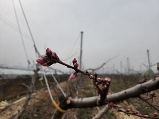꿀복이농장님의 복숭아 · 영농일지 작성글 사진