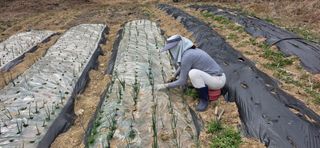 경주농장님의 양파 · 영농일지 작성글 사진