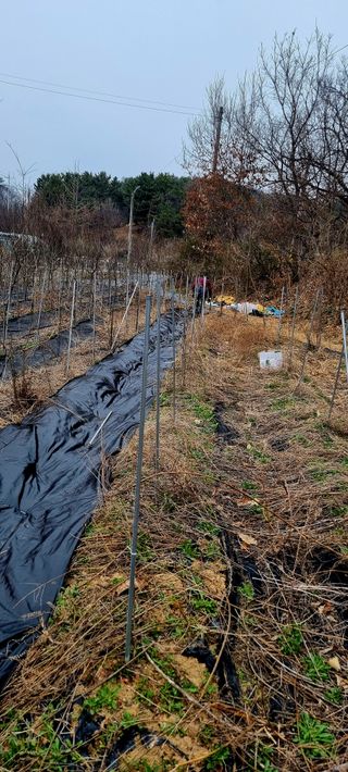 (팽나무*공주)님의 기타작물 · 영농일지 작성글 사진