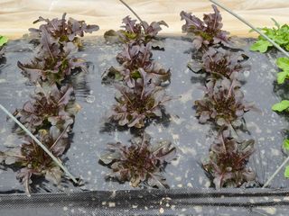 이경옥님의 기타작물 · 영농일지 작성글 사진