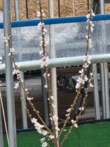 팜모닝 기타작물·영농일지 게시글 이미지