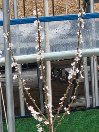 조민서님의 기타작물 · 영농일지 작성글 사진