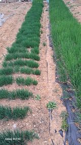 나도농부님의 작성글 사진