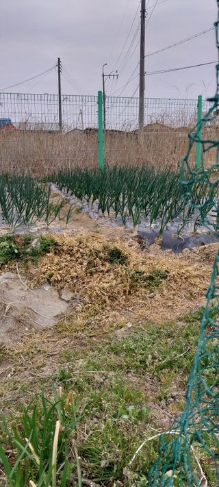 주말 농원(이시원)님의 기타작물 · 영농일지 작성글 사진