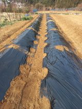 팜모닝 고추·영농일지 게시글 이미지