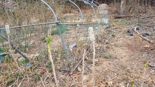 김동명님의 두릅 · 영농일지 작성글 사진