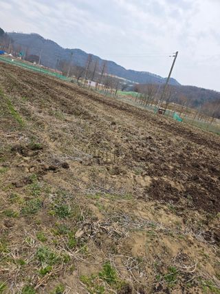 신호진님의 콩 · 영농일지 작성글 사진