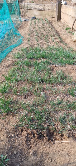 남궁봉님의 상추 · 영농일지 작성글 사진