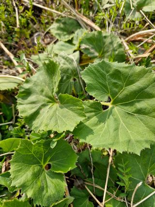 매실향기차향기님의 기타작물 · 영농일지 작성글 사진