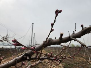 꿀복이농장님의 복숭아 · 영농일지 작성글 사진