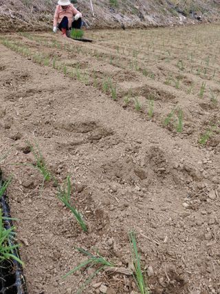 좋은인연원님의 기타작물 · 영농일지 작성글 사진