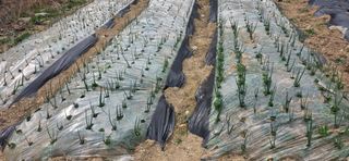 경주농장님의 작성글 사진