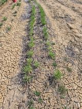 팜모닝 기타작물·영농일지 게시글 이미지