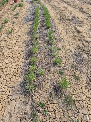 참깨10143님의 기타작물 · 영농일지 작성글 사진