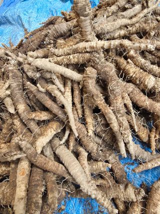 윤미선(농경채인증님의 기타작물 · 영농일지 작성글 사진