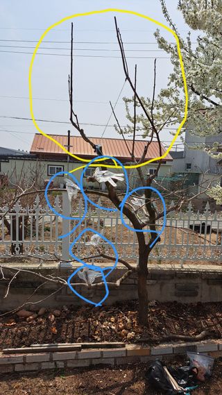 주윤발이님의 감 · 영농일지 작성글 사진