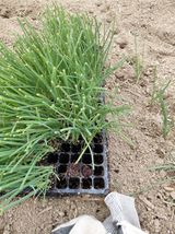 팜모닝 기타작물·영농일지 게시글 이미지