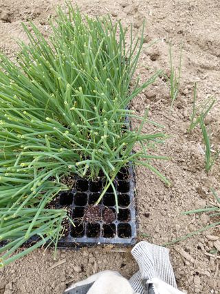 좋은인연원님의 기타작물 · 영농일지 작성글 사진