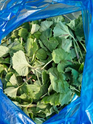 매실향기차향기님의 기타작물 · 영농일지 작성글 사진