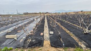 늘푸른 농장주님의 기타작물 · 영농일지 작성글 사진