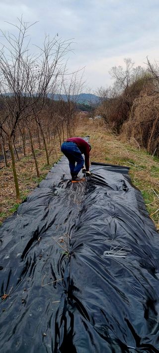 (팽나무*공주)님의 기타작물 · 영농일지 작성글 사진