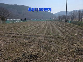 신호진님의 콩 · 영농일지 작성글 사진