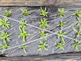 이경옥님의 기타작물 · 영농일지 작성글 사진