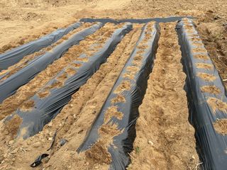 농린이님의 기타작물 · 영농일지 작성글 사진