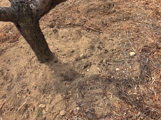 콩7431(팔공산)님의 복숭아 · 영농일지 작성글 사진