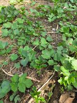 팜모닝 기타작물·영농일지 게시글 이미지