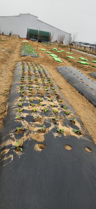 뭐하지!님의 양배추 · 영농일지 작성글 사진
