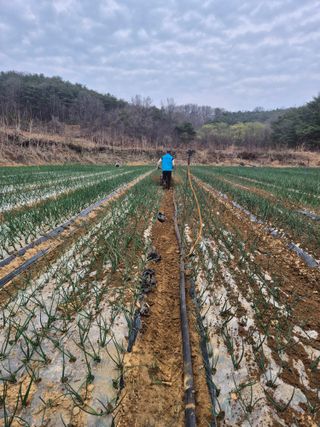 젠틀맨님의 기타작물 · 영농일지 작성글 사진