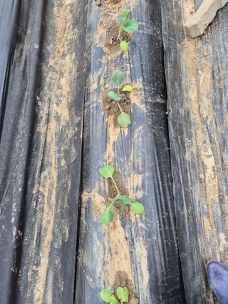 이경옥님의 기타작물 · 영농일지 작성글 사진